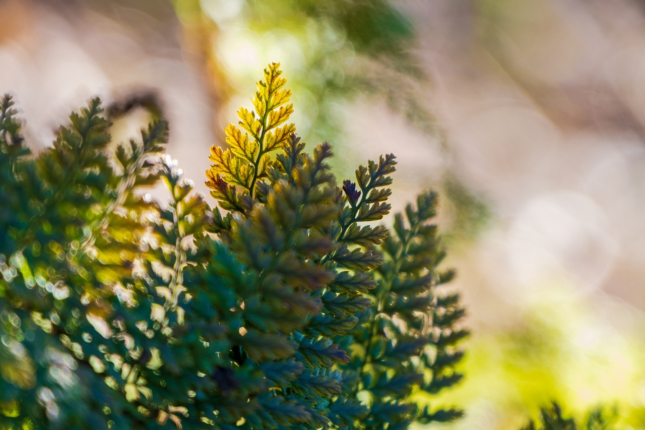 How to Take Care of Indoor Ferns